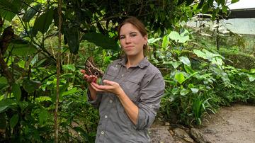 Oxford student Ruth Arnold proudly holding an owl-eyed butterfly, Ojo de bujo, inside the butterfly centre. This is one of the main species reared at the sanctuary and they are famous for their defensive owl markings. 